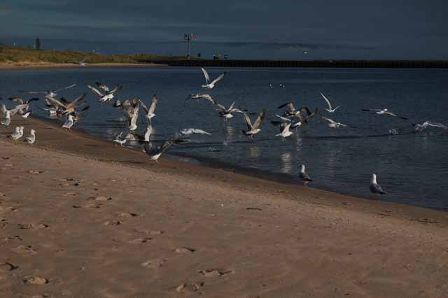 Seagulls on Frankfort's beach
